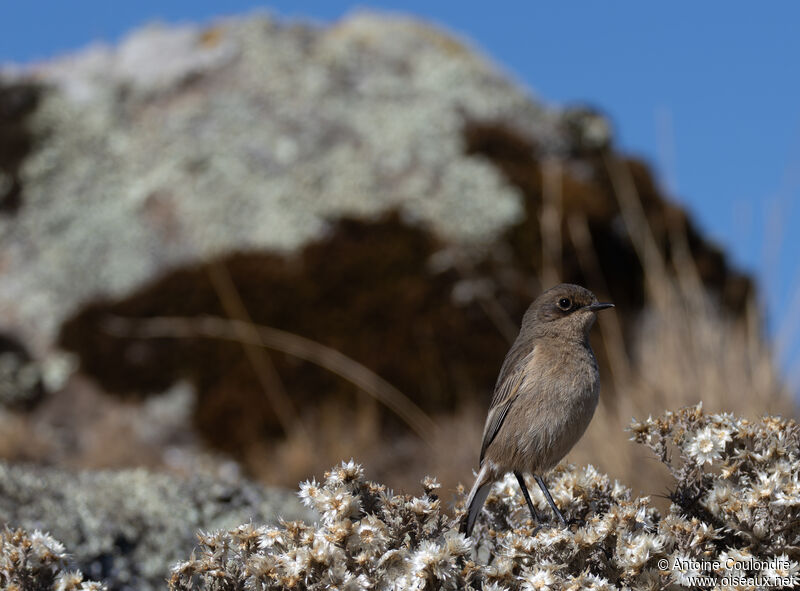 Traquet afroalpinadulte