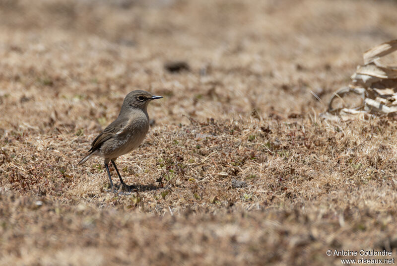 Traquet afroalpinadulte