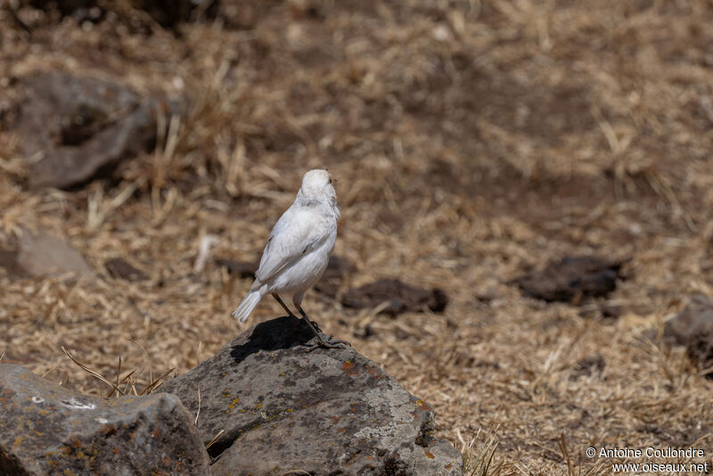 Traquet afroalpinadulte