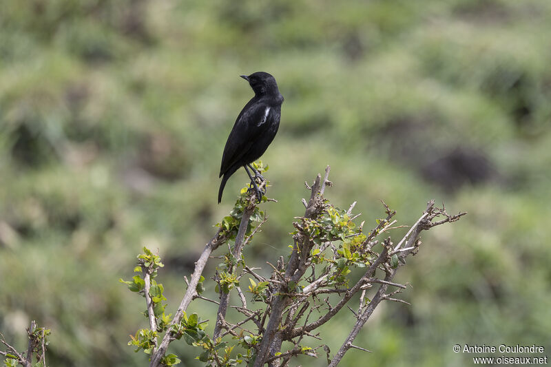 Sooty Chat male adult breeding