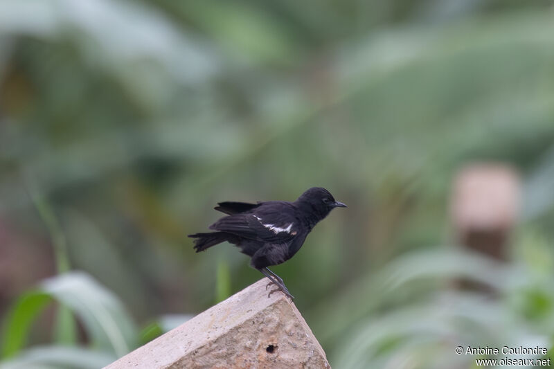 Sooty Chat male adult breeding