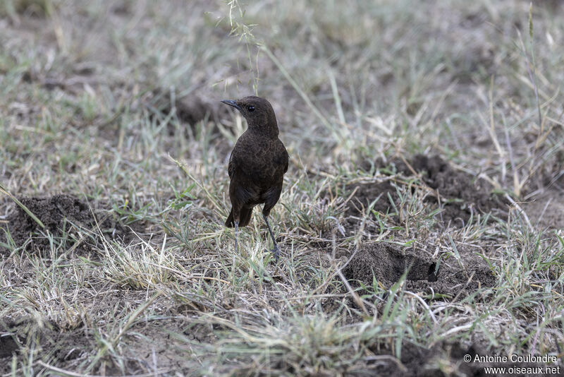 Sooty Chat female adult breeding