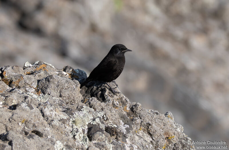 Rüppell's Black Chatadult