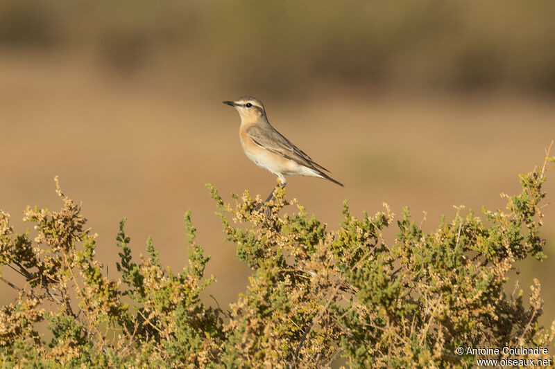 Isabelline Wheatearadult