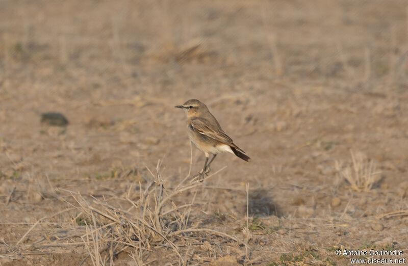 Isabelline Wheatearadult