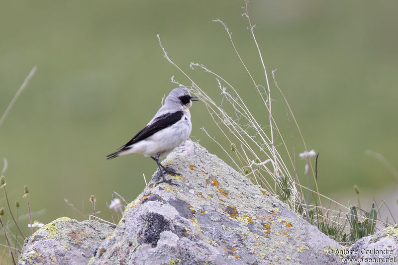 Northern Wheatear male adult breeding, song