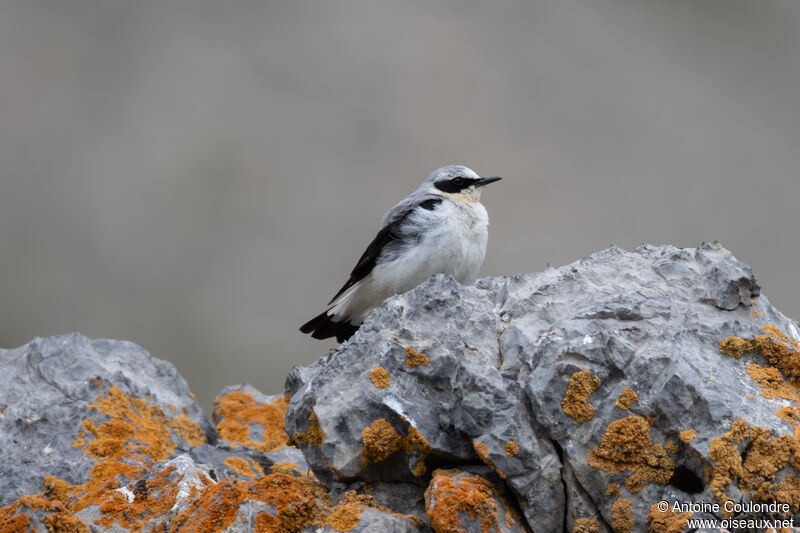 Northern Wheatear male adult breeding