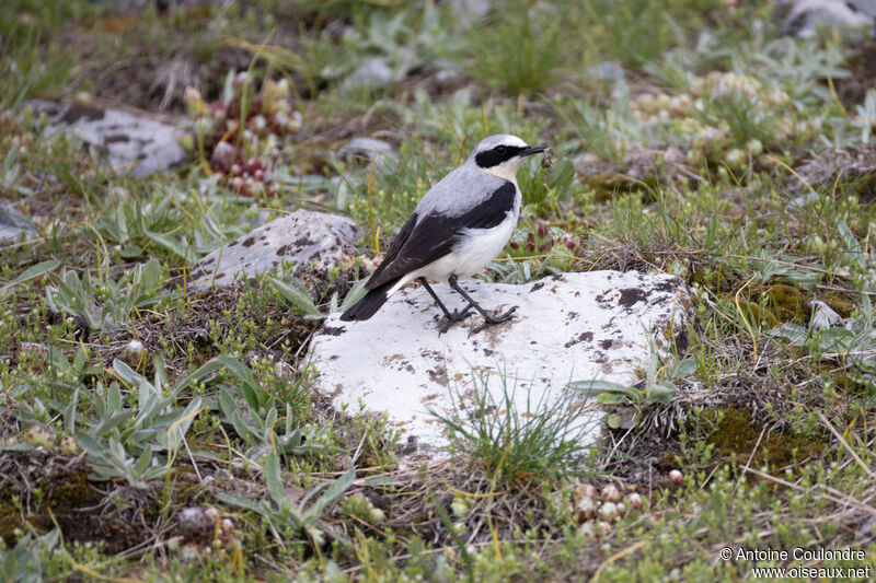 Northern Wheatear male adult breeding