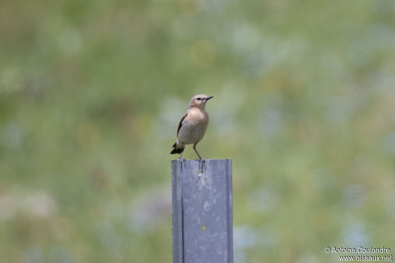 Northern Wheatear female adult breeding