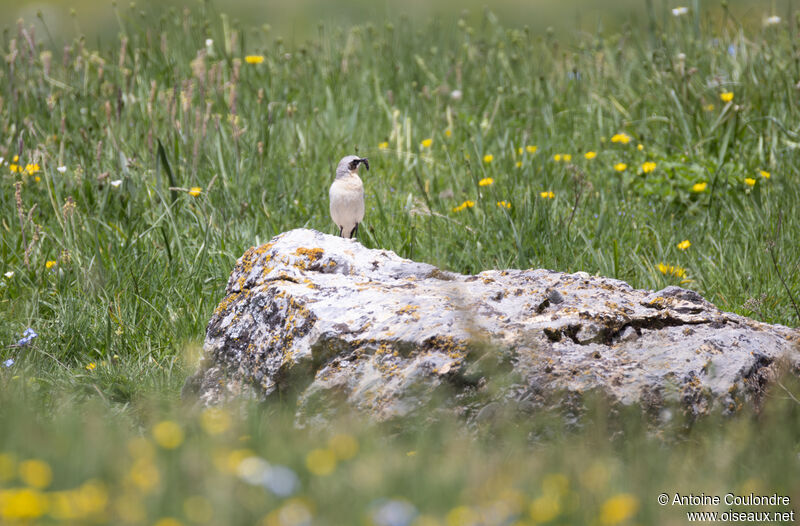 Northern Wheatear male adult breeding, fishing/hunting