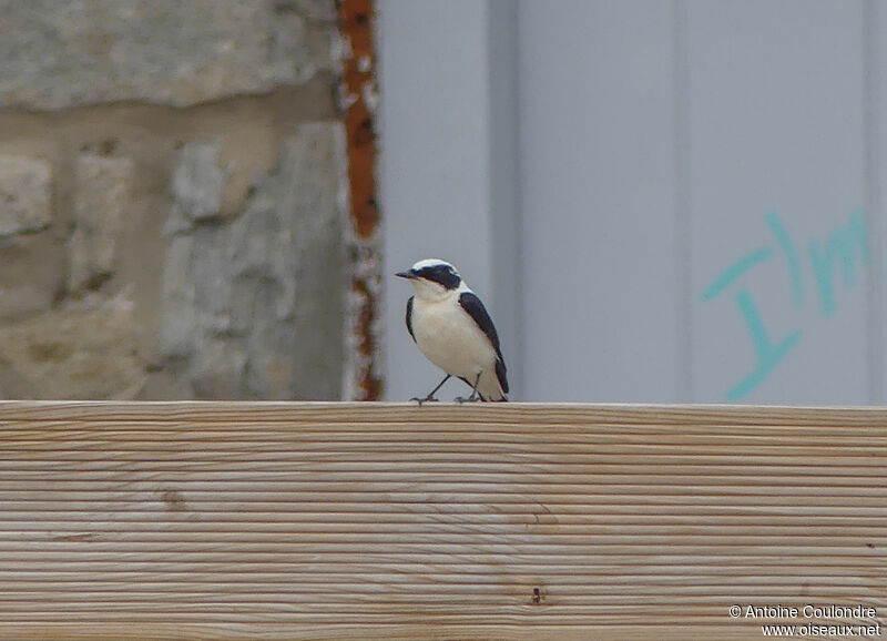 Eastern Black-eared Wheatear male adult breeding