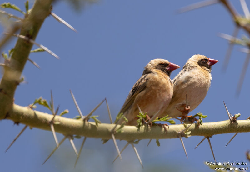 Red-billed Quelea male adult breeding