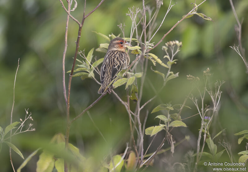 Red-headed Quelea male adult transition