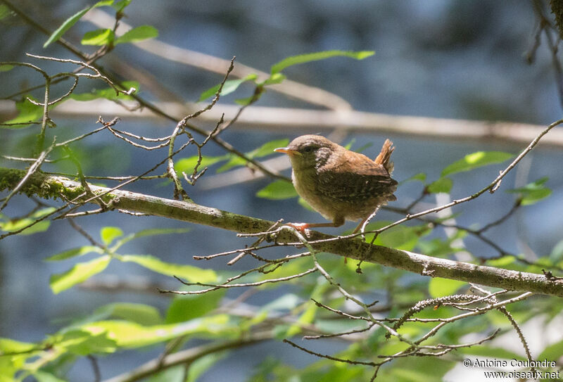 Eurasian Wrenadult