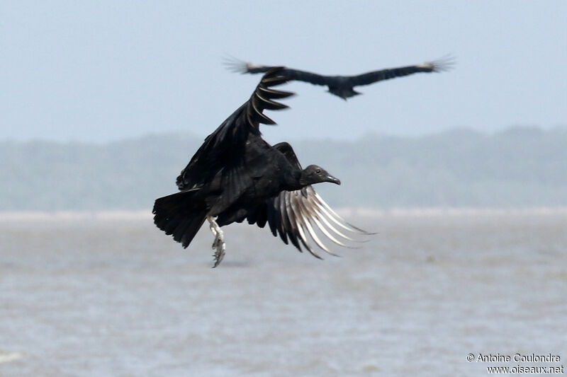 Black Vultureadult, Flight