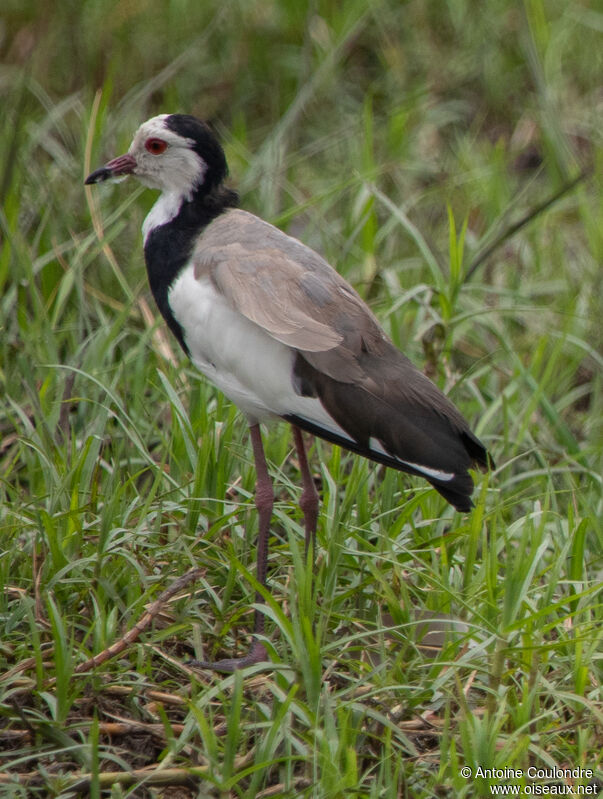 Long-toed Lapwingadult