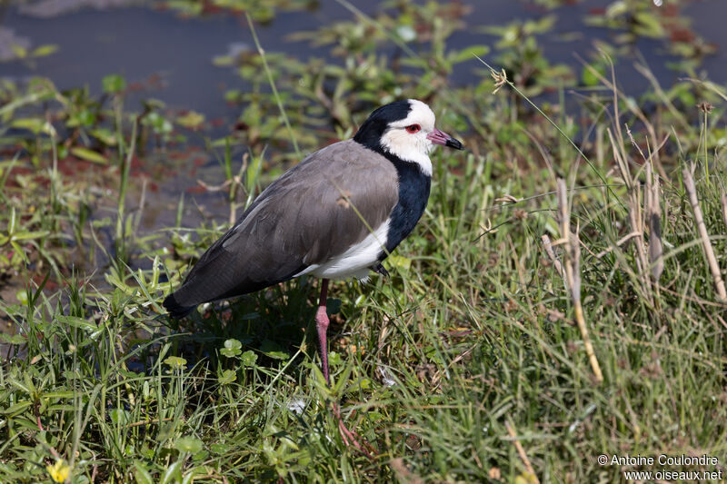 Long-toed Lapwingadult