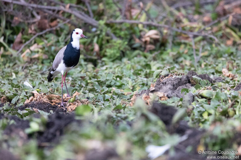 Vanneau à ailes blanchesadulte