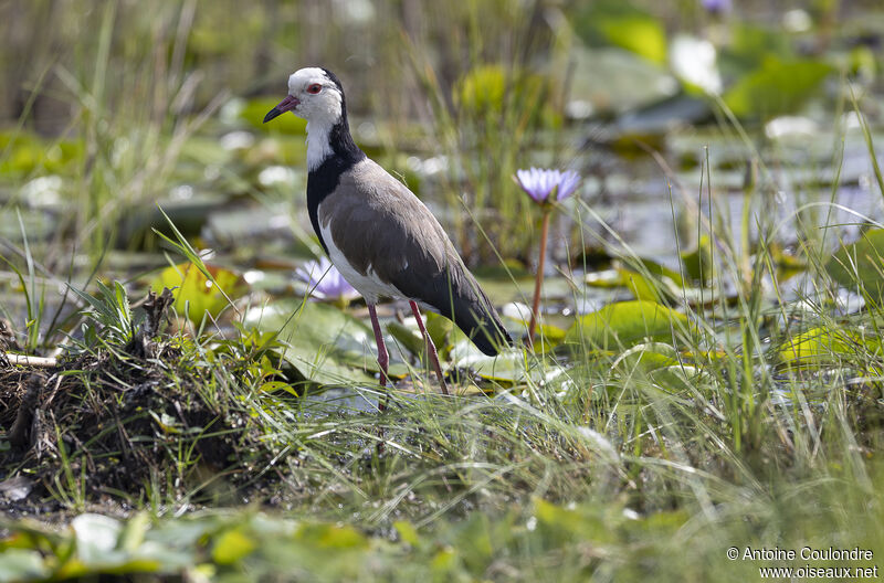 Long-toed Lapwingadult