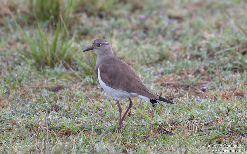 Black-winged Lapwingadult