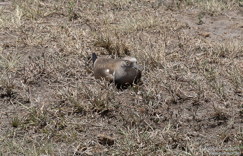 Vanneau à ailes noiresadulte nuptial, Nidification