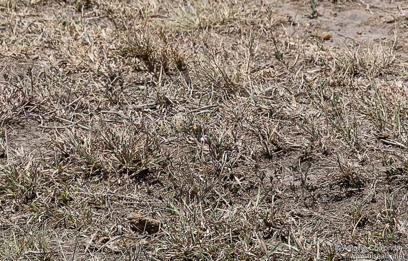 Black-winged Lapwing, Reproduction-nesting