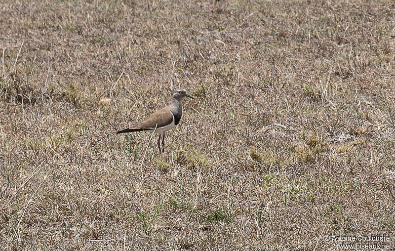 Black-winged Lapwingadult breeding