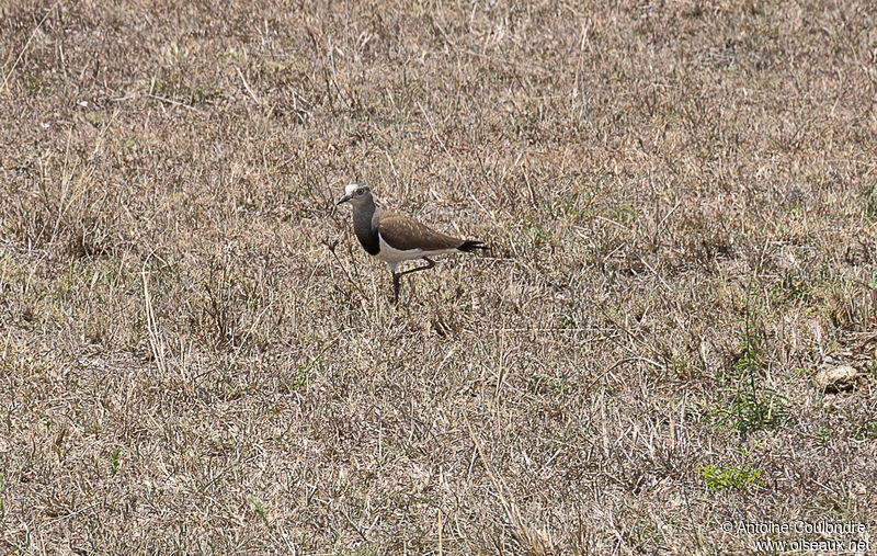 Black-winged Lapwingadult breeding