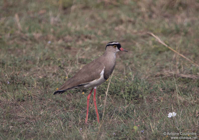 Crowned Lapwingadult