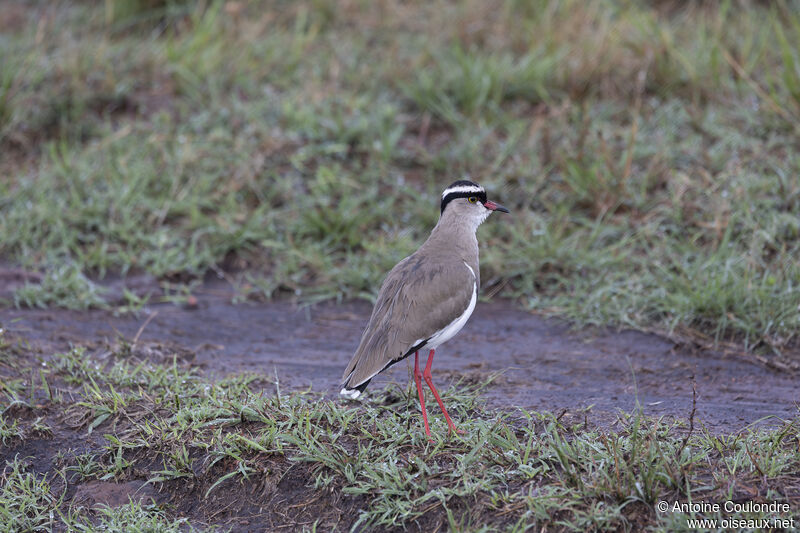 Crowned Lapwingadult