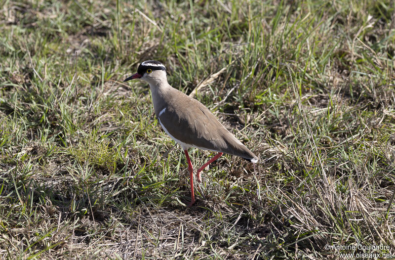 Crowned Lapwingadult