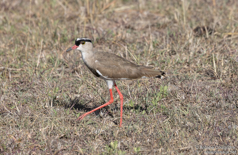 Crowned Lapwingadult