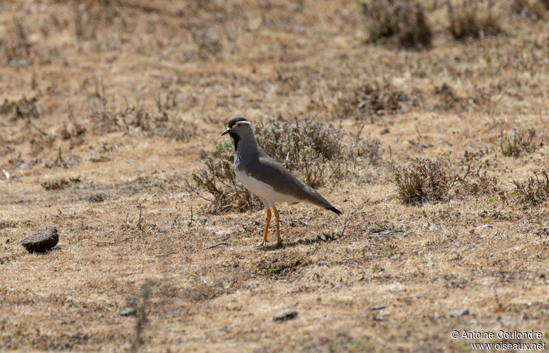 Spot-breasted Lapwingadult, walking