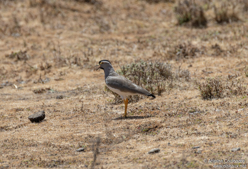 Spot-breasted Lapwingadult, song