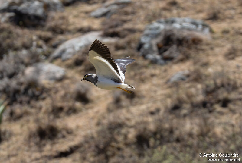 Spot-breasted Lapwingadult, Flight