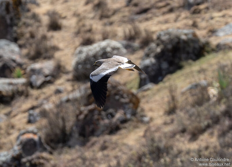 Spot-breasted Lapwingadult, Flight