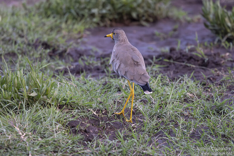 African Wattled Lapwingadult