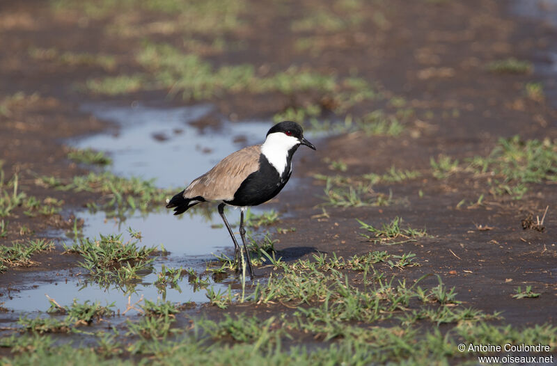 Spur-winged Lapwingadult