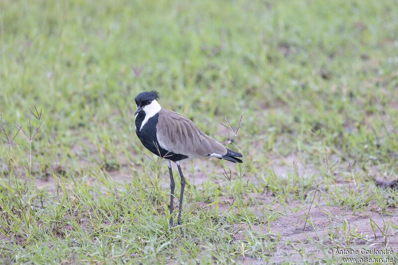 Spur-winged Lapwingadult