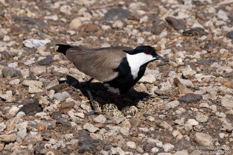 Spur-winged Lapwingadult breeding, Reproduction-nesting