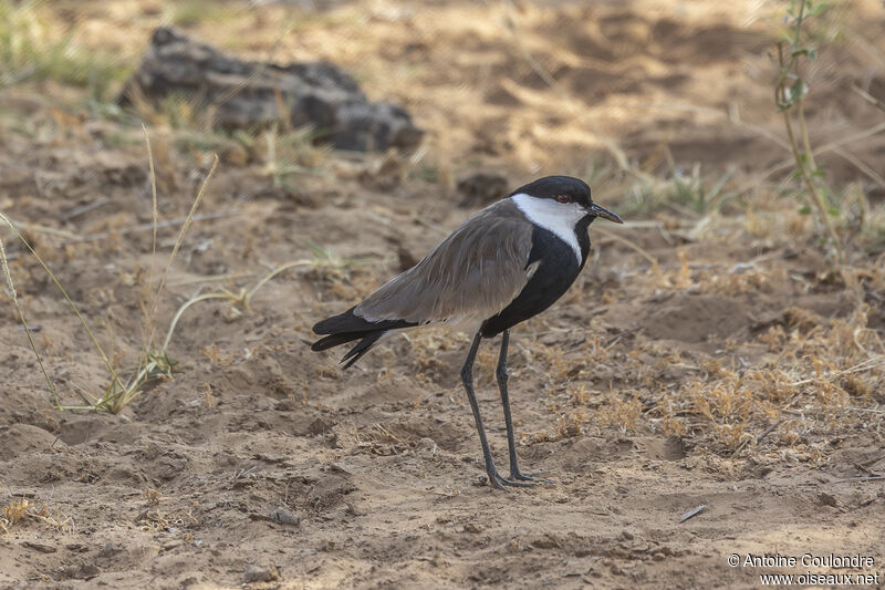 Spur-winged Lapwingadult