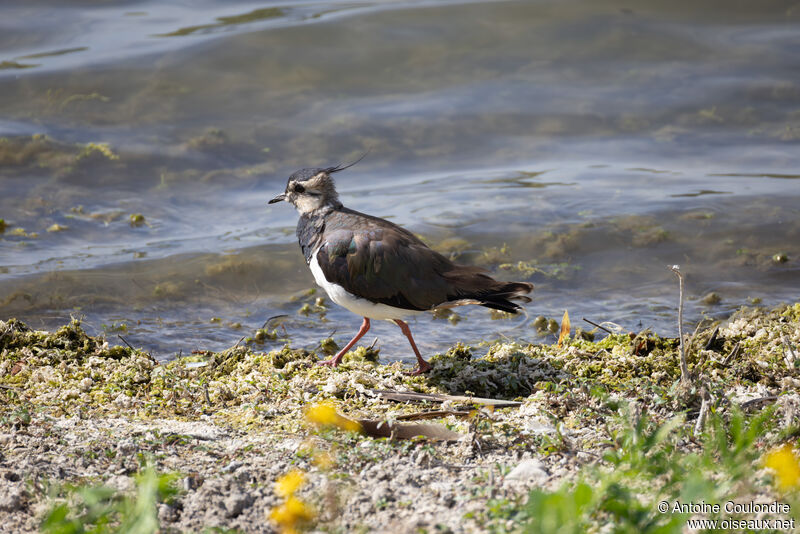 Northern Lapwingadult breeding