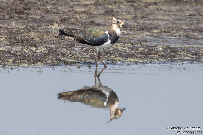 Northern Lapwingadult breeding