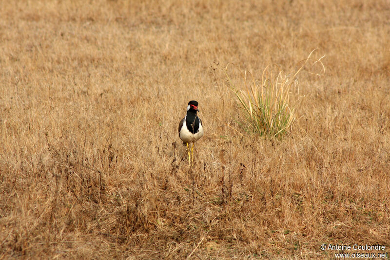 Red-wattled Lapwingadult