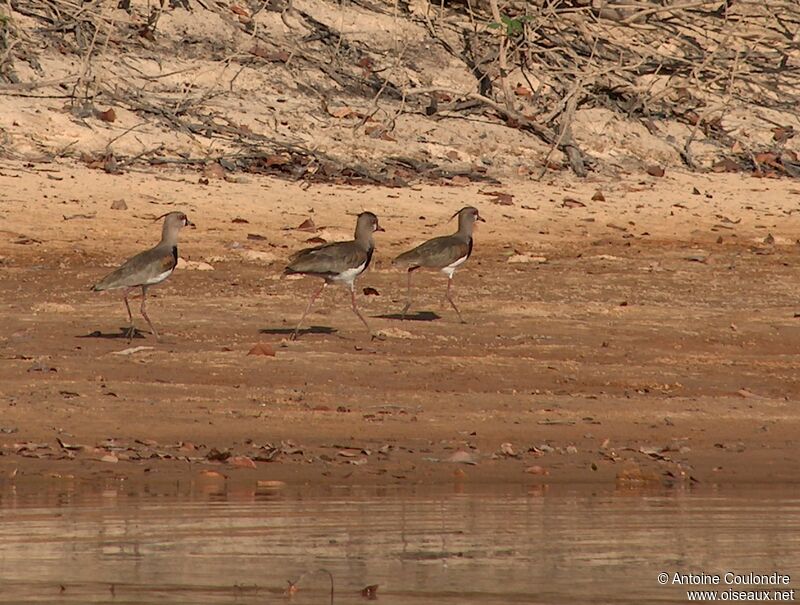 Southern Lapwing