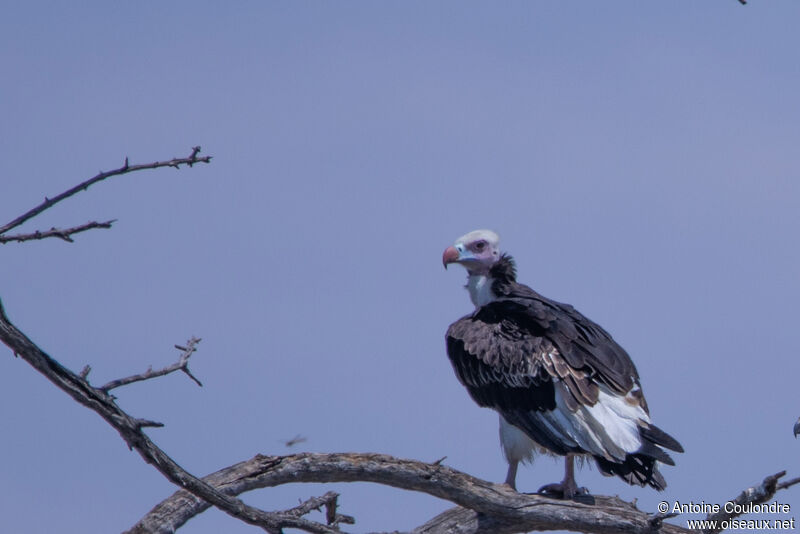 White-headed Vulture