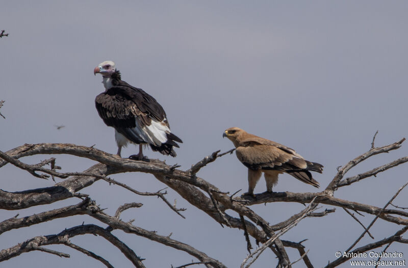 White-headed Vultureadult