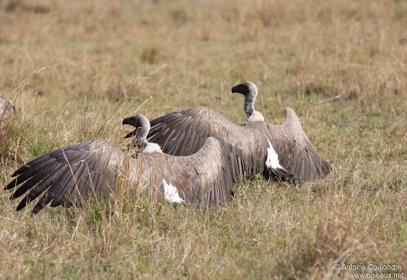 White-backed Vulture