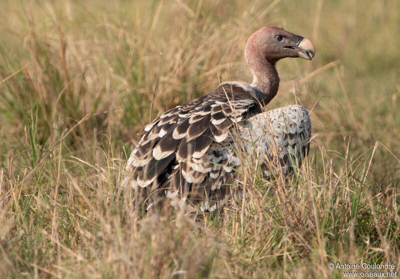 Vautour de Rüppelladulte, portrait