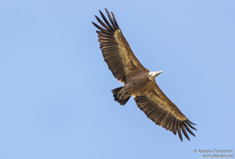 Griffon Vultureadult, Flight